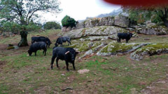 Toros en la dehesa