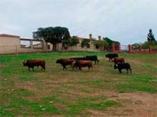 Toros en la dehesa